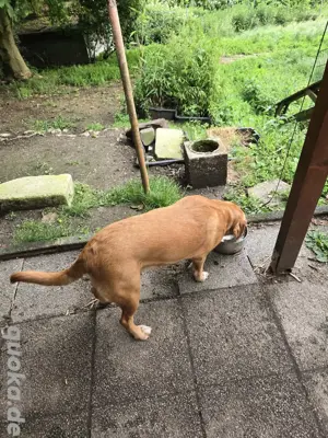 Aussiedor Hündin 3 jahre alt. Bild 3
