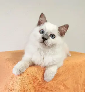 Ein Goldstück auf vier Pfoten. Ragdoll Kater sucht ein liebevolles Zuhause auf Lebenszeit