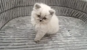 Abgabebereit BKH & BLH Britisch kurzhaar langhaar Kitten blue point 