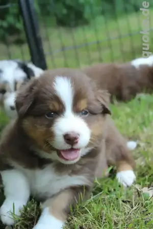 Wunderschöne Australian Shepherd Welpen mit vollständigen ASCA Papieren zu verkaufen