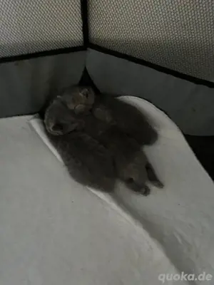 BkH Kitten Mix 