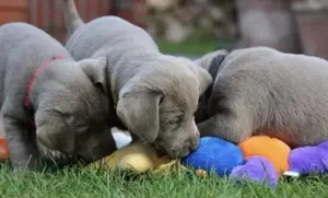 Silber Labrador Welpen mit Ahnentafel abgabebereit