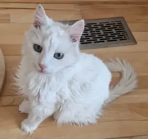 Mishanya: hübscher Kater sucht Dich!