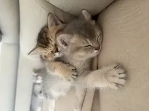 2 BKH Kitten abzugeben 11 Wochen alt