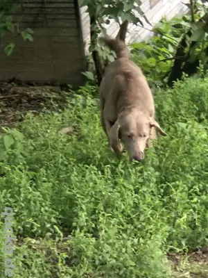 Labrador Hündin in Silber 4 jahre