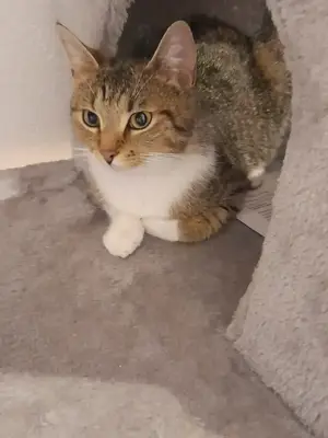 EKH Katzenmâdchen super lieb.