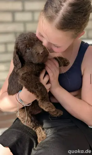 Labradoodle Labrador Pudel mit Ahnentafel