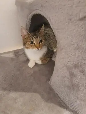 EKH Katzenmâdchen super lieb. Bild 2