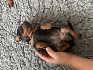 Zwergpinscher  Rehpinscher Welpen mit Ahnentafel