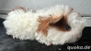 Meerschweinchen Jungs aus Rassezucht
