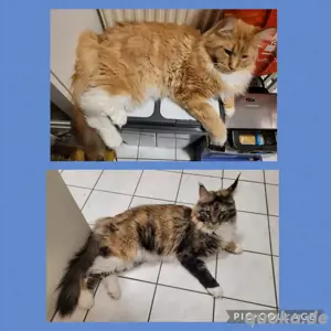 Maine Coon Katzen-Geschwister