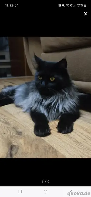 Reinrassiger Maine Coon Kitten