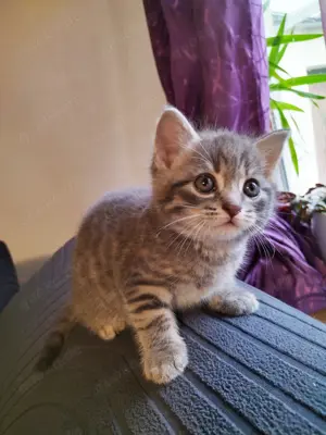 BKH- Mixkitten abzugeben