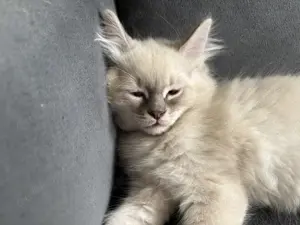 Ragdollkitten fast zum Auszug bereit 