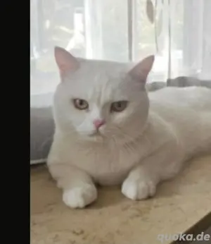  BKH Deckkater Weiß