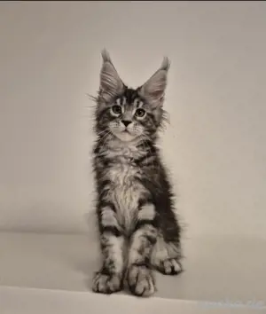 Maine Coon Kitten mit Stammbaum 