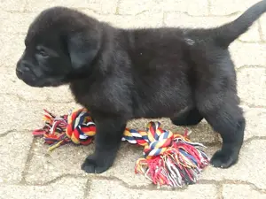 Labrador Welpen 5 Wochen schwarz   blond aus seriöser Zucht