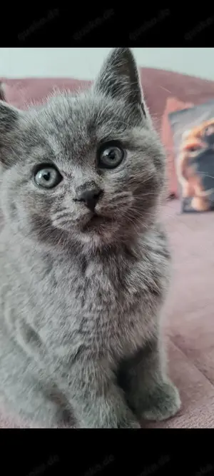 Reinrassige Bkh Kitten Abgabebereit