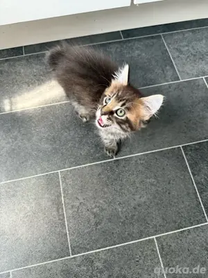 noch 1 seltenes japanische bobtail maine coon mix baby abgabe bereit 