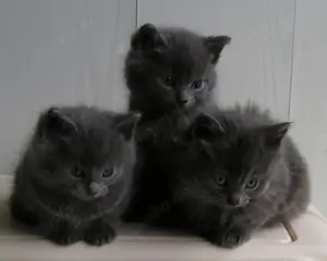 Katzenbabys Edelmix BKH x Russisch Blau Kitten Kater 
