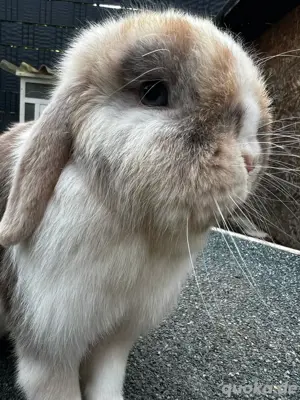Minilop Mini Lop Zwergwidder Häsin