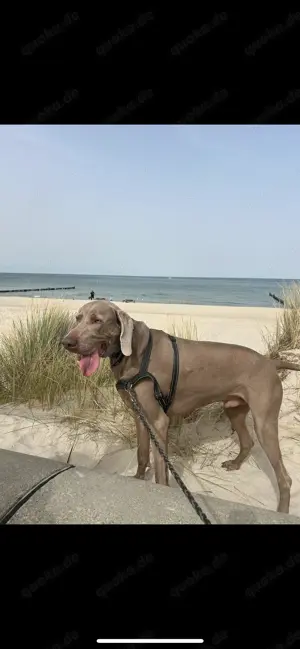 Weimaraner Rüde 