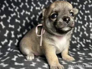 Liebevolle Hände gesucht: Chihuahua-Welpen zu verkaufen 