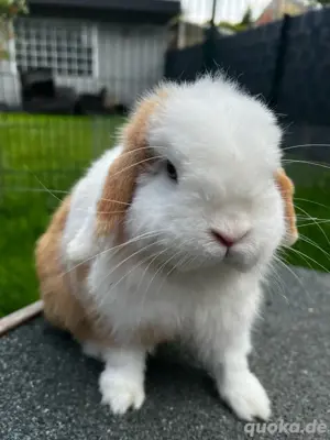 Mini lop Minilop Zwergwidder Rammler Havanna Japaner Holli mit Blauen Augen geimpft