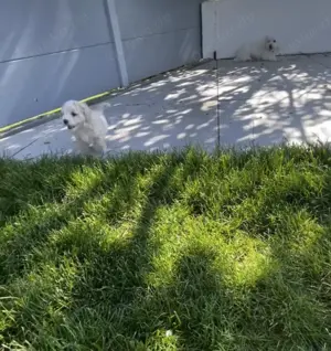 Zuckersüße maltipoo welpen