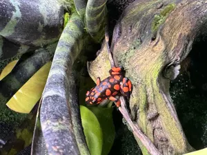 Oophaga Histrionica Bahia Solano