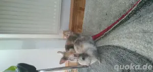 Zwergkaninchen 