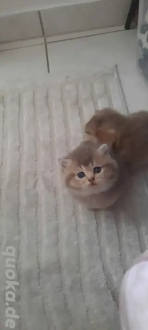 BKH Kitten