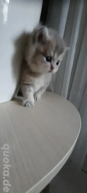 BKH Kitten 