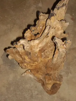 Holzwurzeln. Terraristik. Bild 3
