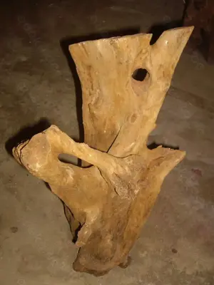 Holzwurzeln. Terraristik.