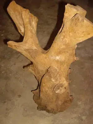 Holzwurzeln. Terraristik. Bild 2