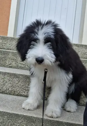 Süßer Bearded Collie Welpe sucht liebes zu Hause