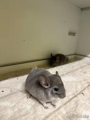Chinchilla Weibchen 