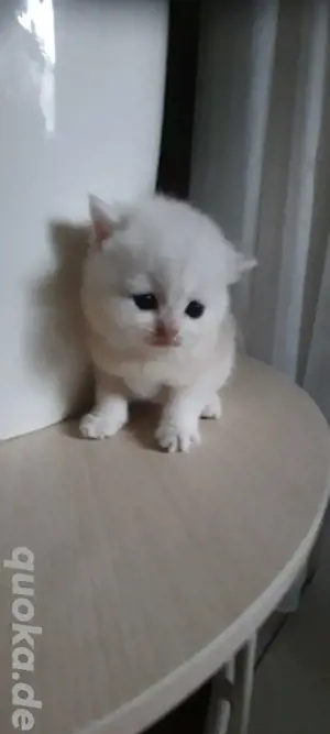 BKH Kitten 