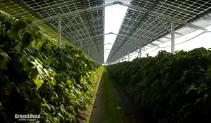 Umwelt-Projekt mit hoher Rendite auf der Insel Martinique 