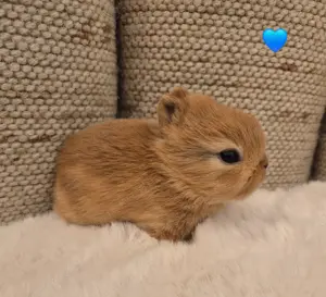 Farbenzwerge, Löffelohren, mini Zwergkaninchen 