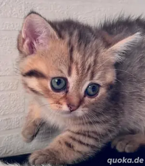    zuckersüsse BKH Katzen Babys kitten