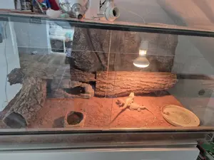 Bartagame männlich & weiblich mit Terrarium 