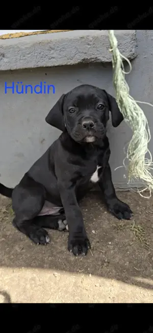 Presa Canario x Cane Corso 