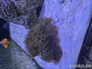 Meerwasser Ablger