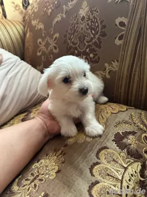 bichon malteser zu verkaufen 