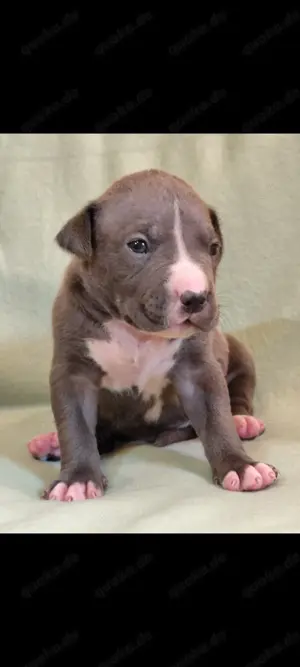 American Bully XL Welpen ABKC 
