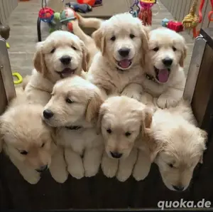 Golden Retriever welpen