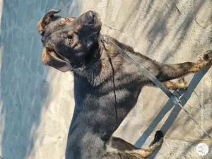 Kara   Belgische Schäferhündin (Malinois-Mix), 1,5 Jahre   sucht erfahrenes Zuhause mit Herz