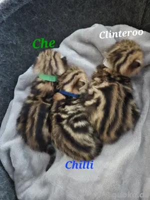 Bkh GoldenTabby Tiger  Kitten